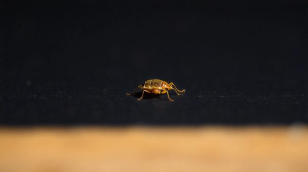 Réagir efficacement à l'invasion d'une punaise de lit unique